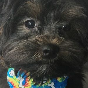 Meet your Posher, Norman